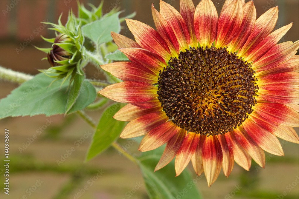 Obraz premium Flame Red Wild Flower