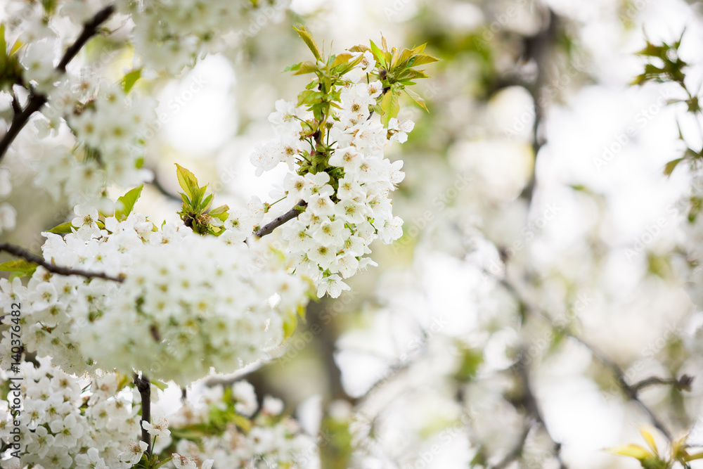 Fototapeta premium Beautiful tree flowers in blossom