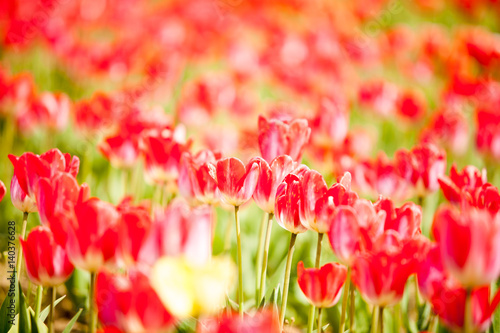 Beautifu redl flowers in the field