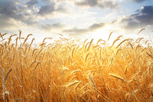 ear of wheat 