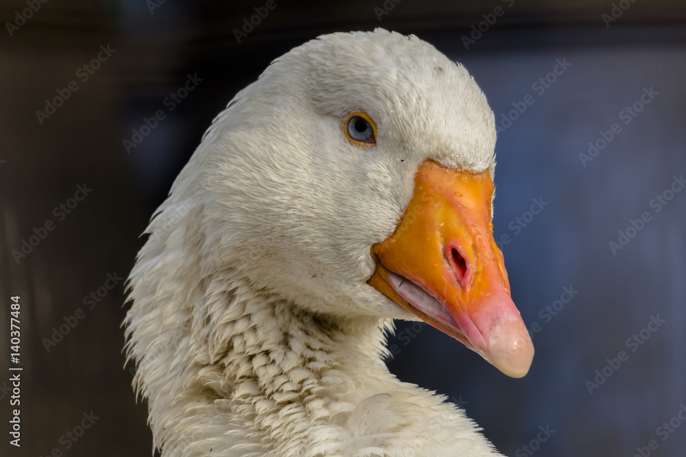 goose portrait goose portrait