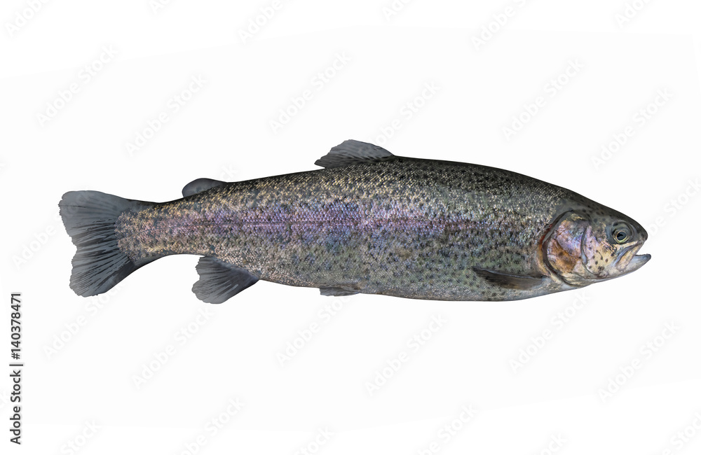 Trout isolated on white Trout isolated on white