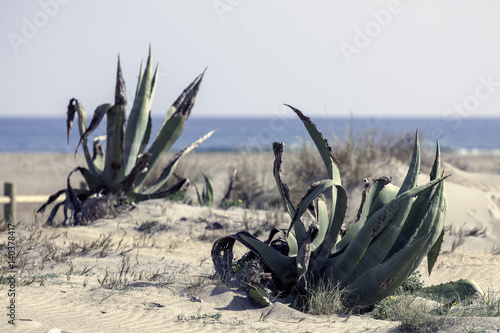 Nature reserve of the end of Gata-Nijar, Alería, Andalusia. Spain
 photo