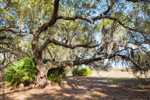 Large twisted Oak tree with cypress mulch