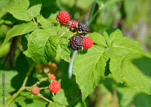 blackberry berries among the leaves close