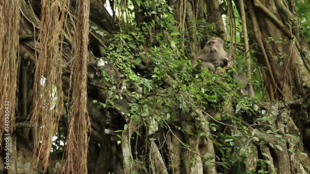 Monkey family on tree. Monkey forest in Ubud Bali Indonesia. Rain season. Monkey family on tree. Monkey forest in Ubud Bali Indonesia. Rain season.