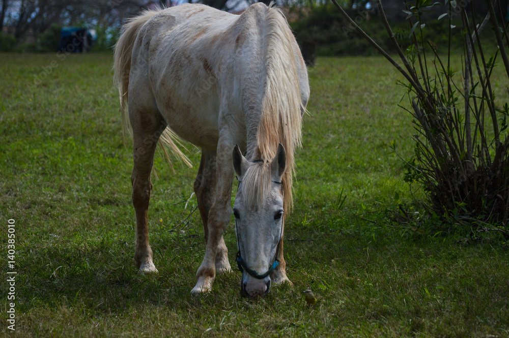 white horse with small bird eating beside white horse with small bird eating beside