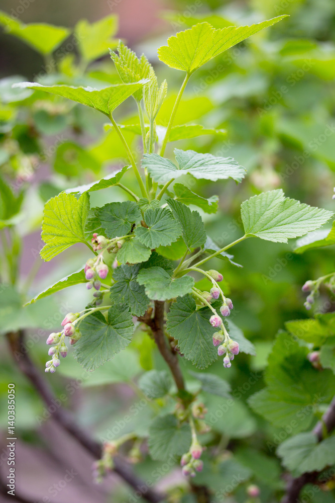 Bushes of a flowering currant in the open air grow close up in the garden on the chernozem. Selective focus. Bushes of a flowering currant in the open air grow close up in the garden on the chernozem. Selective focus.