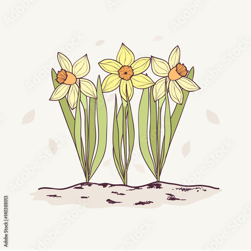 Hand Drawn Daffodils in Garden.