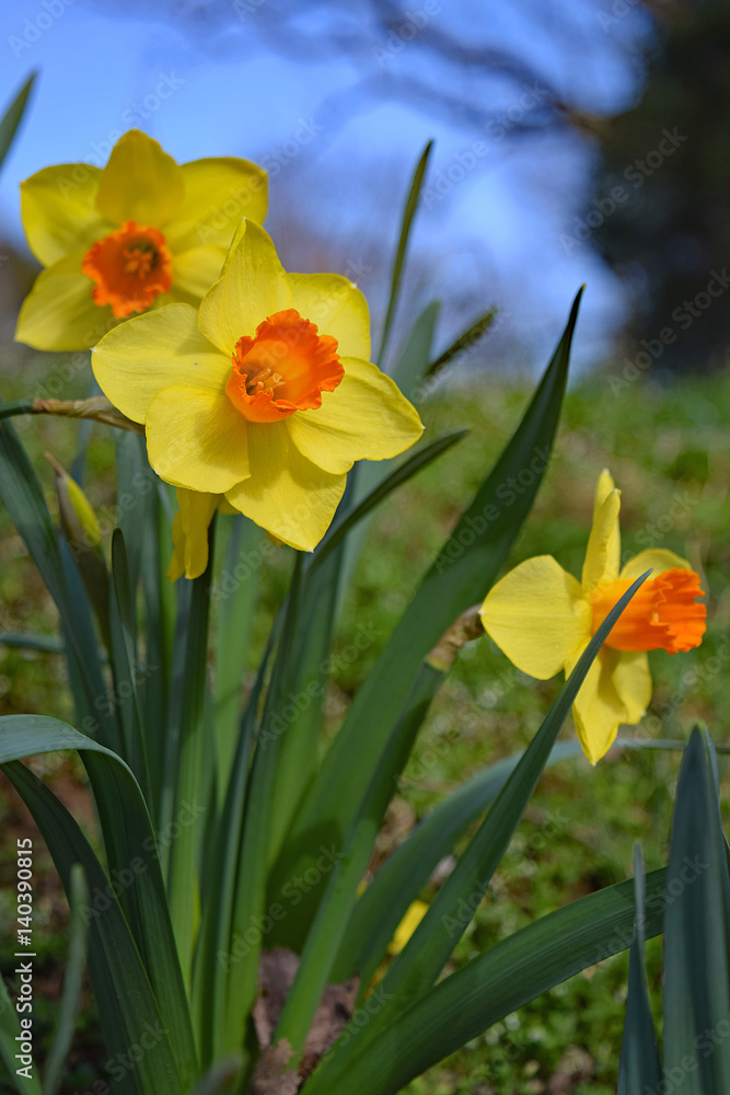 bicolored trumpet daffodils in full sun with blue sky background bicolored trumpet daffodils in full sun with blue sky background
