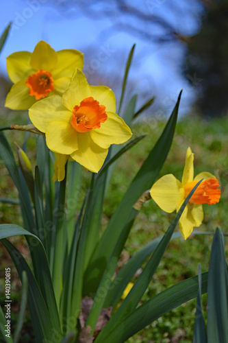 Fototapeta Naklejka Na Ścianę i Meble -  bicolored trumpet daffodils in full sun with blue sky background