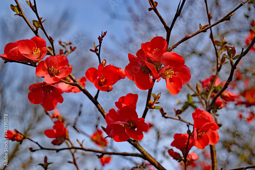 vibrant red flowers of spitfire flowering quince with blue sky in the background