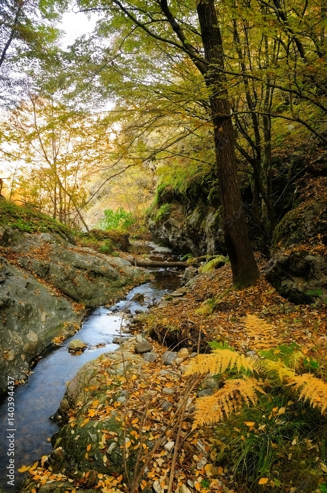 Autumn tree near a mountain river