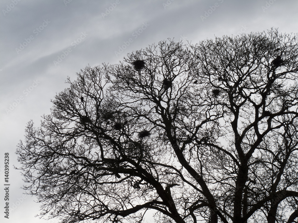 Silhouette of crows building their nests in spring time Silhouette of crows building their nests in spring time