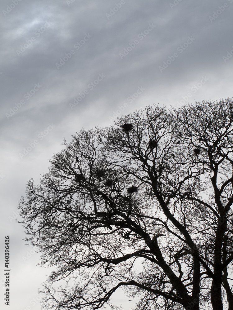 Silhouette of crows building their nests in spring time Silhouette of crows building their nests in spring time