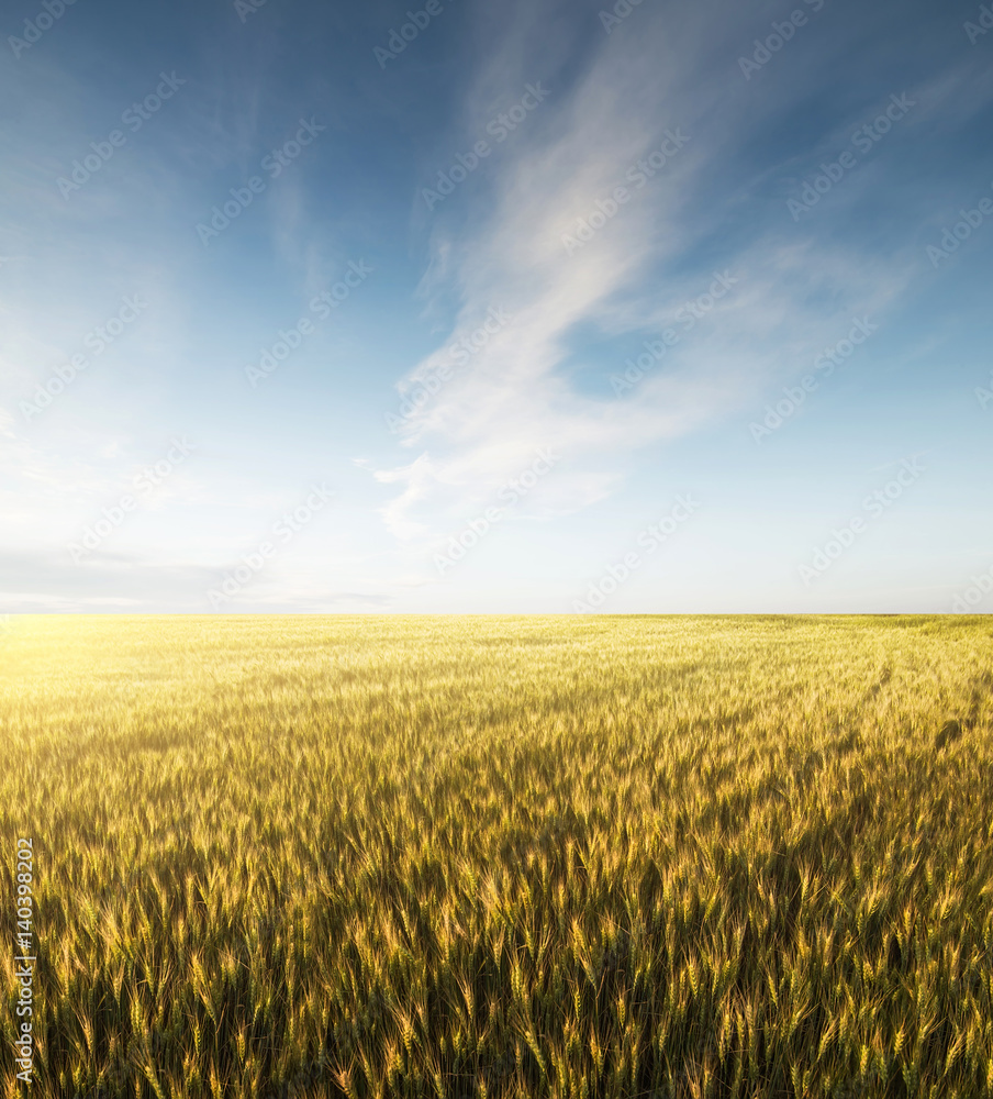 Fototapeta premium Field and sky. Beautiful natural landscape