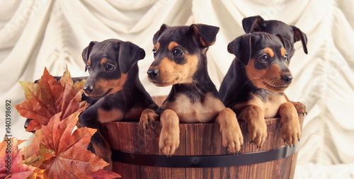 Billede på lærred cachorros