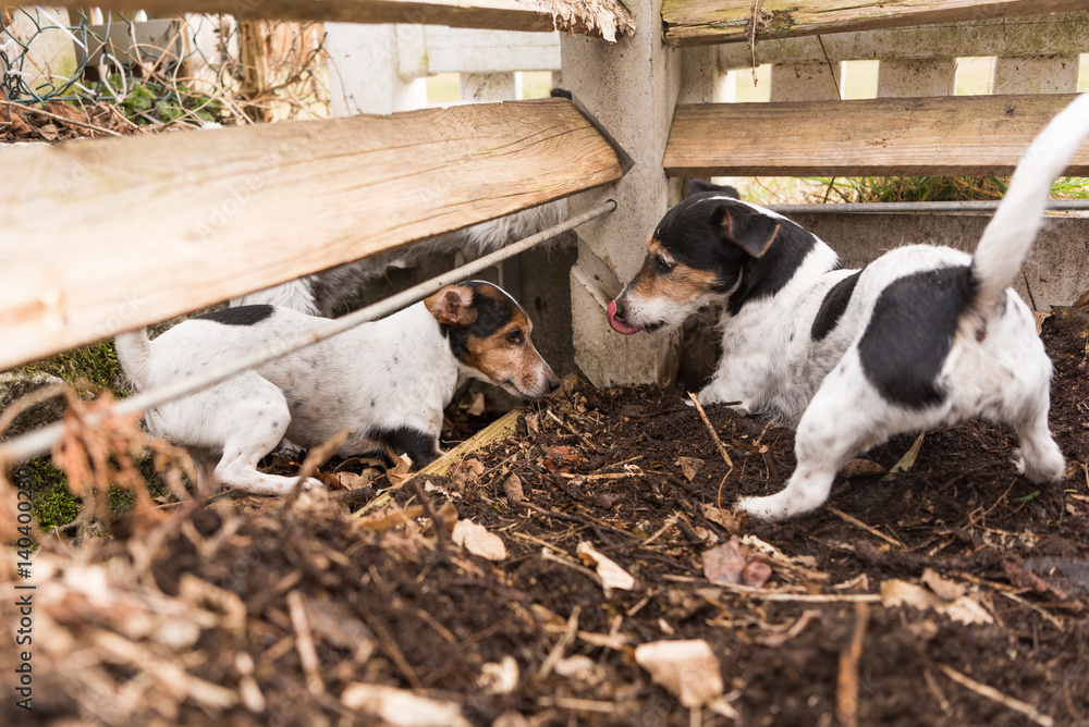 Hunde im Kompost - Jack Russell Terrier Stock Photo | Adobe Stock