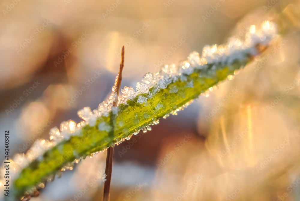 Hoarfrost ice crystals on green grass leaves. Closeup macro photo Hoarfrost ice crystals on green grass leaves. Closeup macro photo