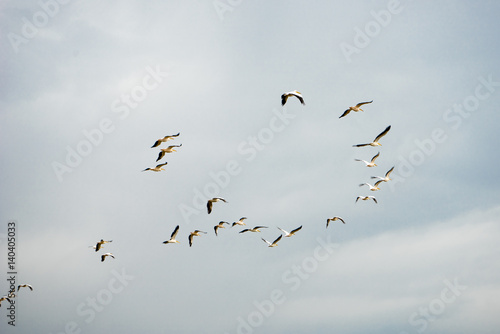 Flocks of pelicans flying in the air on Greece