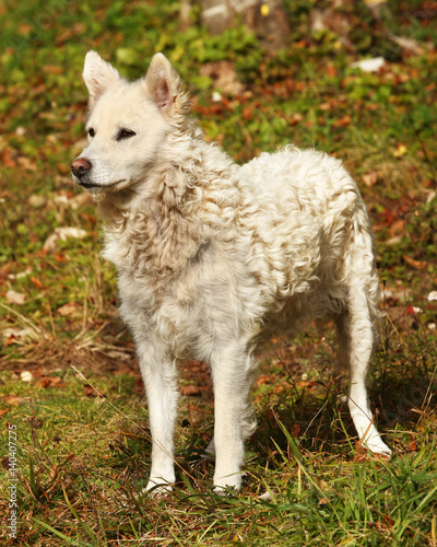 White Hungarian sheepdog Mudi outdoor