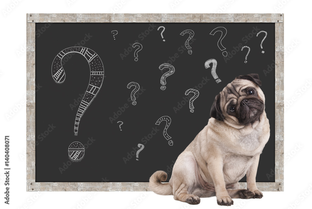 Φωτογραφία sweet smart pug puppy dog sitting in front of  blackboard with chalk question ma