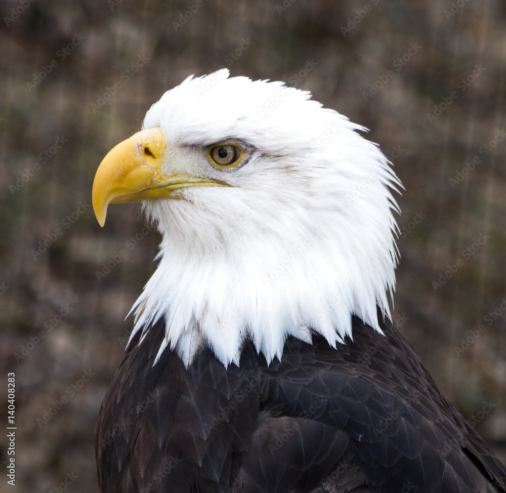 Male bald eagle a North American bird of prey and national emblem of USA in profile with white feathers on head, brown feathers on body and a hooked yellow beak. Bird is looking left. Male bald eagle a North American bird of prey and national emblem of USA in profile with white feathers on head, brown feathers on body and a hooked yellow beak. Bird is looking left.