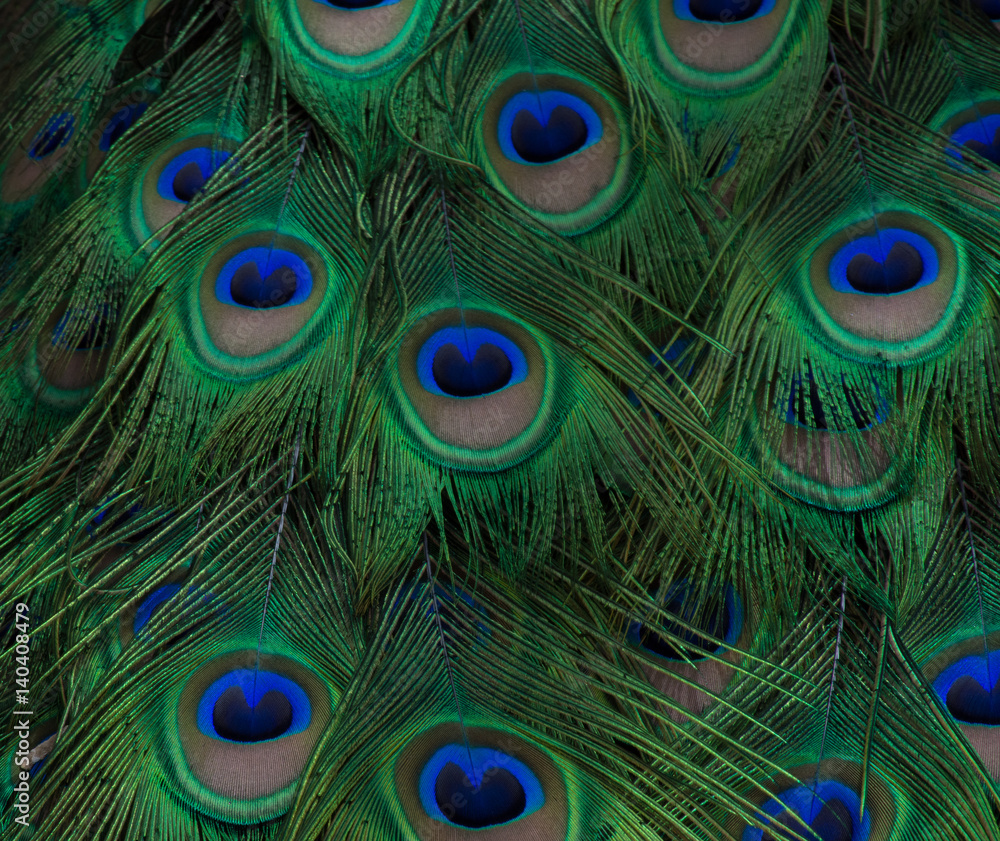 Fototapeta premium Peacock Feather Close Up with navy and royal blue, brown and chartreuse coloring. Fractals make feathers shimmer.