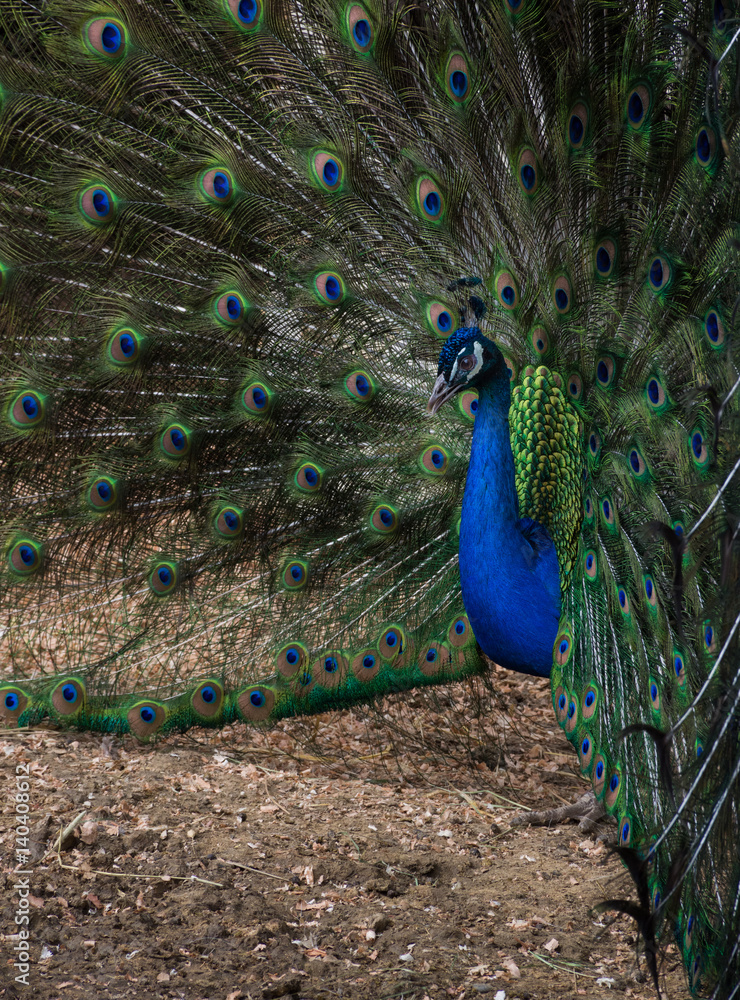 Obraz premium Close up of peacock with iridescent turquoise blue feathers on his body and a fan of tail feathers behind. The olive green tail feathers feature eyes with turquoise, royal blue, brown and chartreuse. 