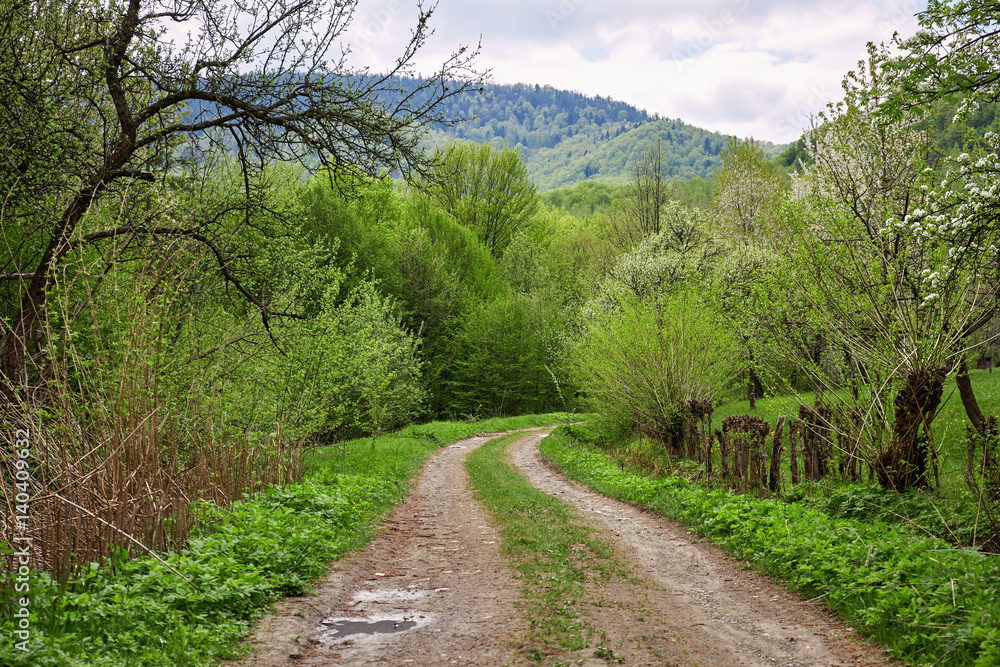 Earth road in forest. Carpathian mountain