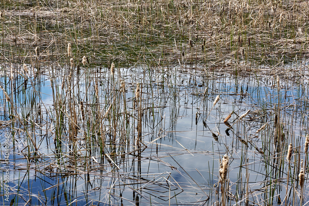 Overgrown lake with reeds and reflection of sky Overgrown lake with reeds and reflection of sky
