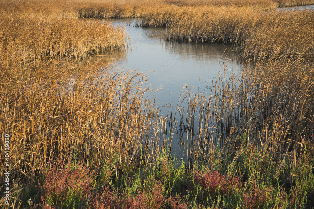 Part of the delta of river Evros, Greece