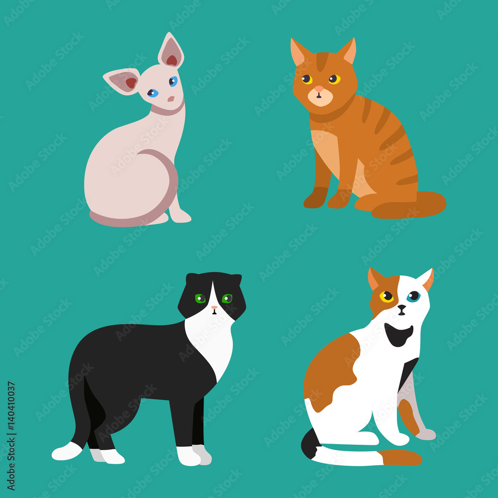 Cat breed cute pet portrait fluffy young adorable cartoon animal and pretty fun play feline sitting mammal domestic kitty vector illustration.
