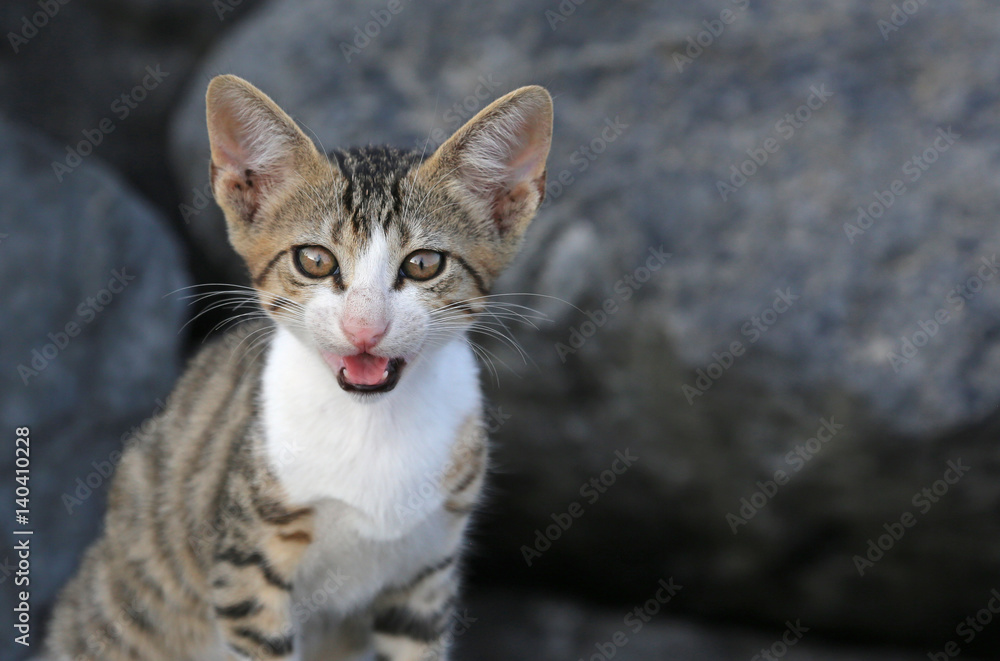 A profile shot of an adorable kitten meowing.. A profile shot of an adorable kitten meowing..