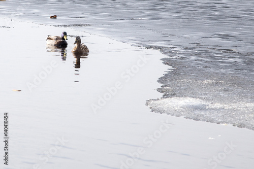 Ducks on the lake shore on an ice floe