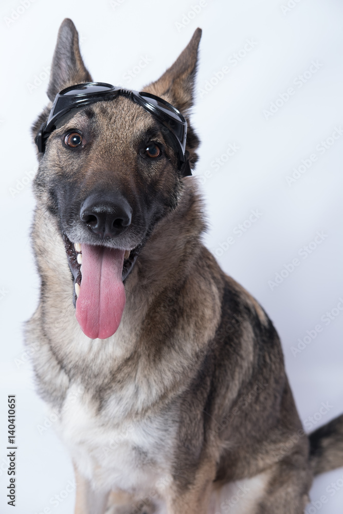 german shepherd with goggles