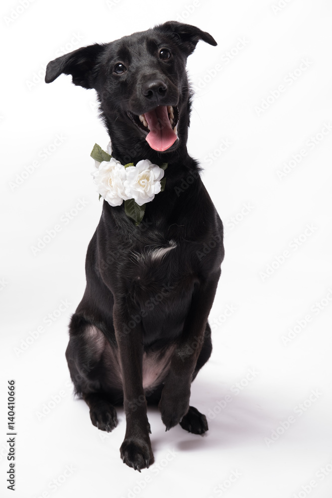 Obraz premium Black Young Labrador with Flower