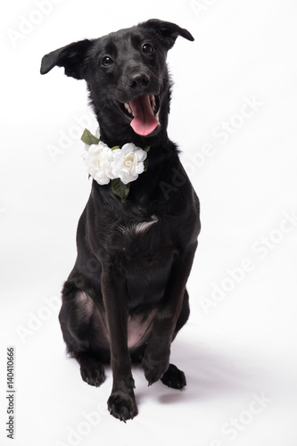 Fototapeta Naklejka Na Ścianę i Meble -  Black Young Labrador with Flower