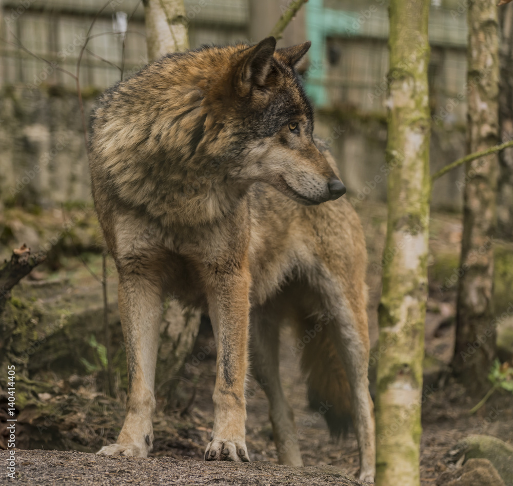 Wolf in Decin town forest in spring day