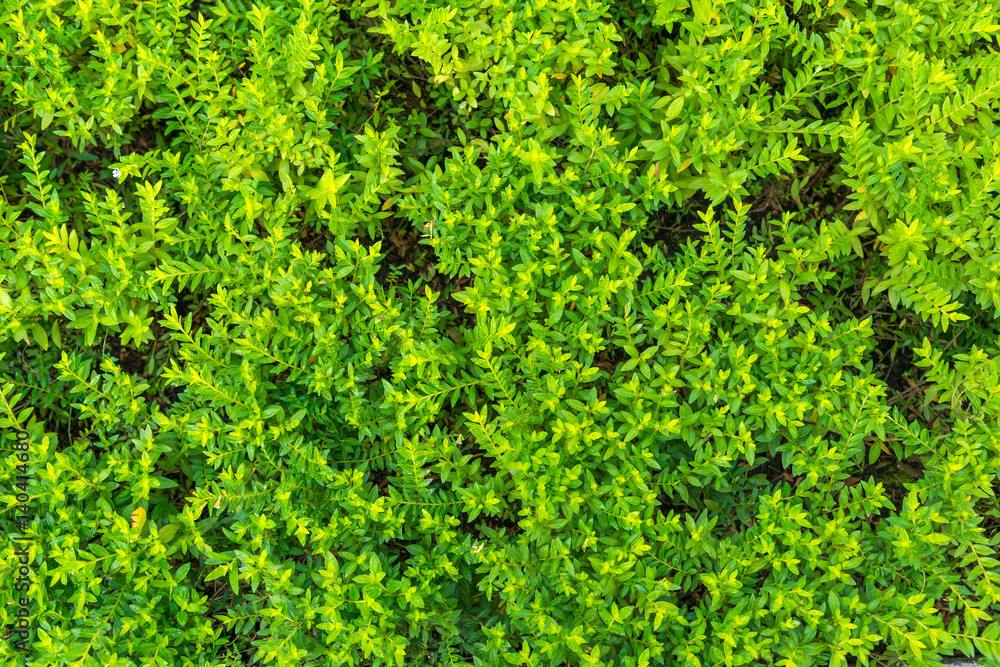 Beautiful green tree for background Beautiful green tree for background