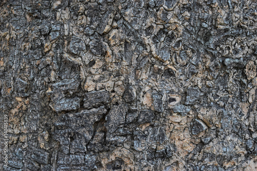 Includes various forms of Tree bark ,gray texture background with old age.