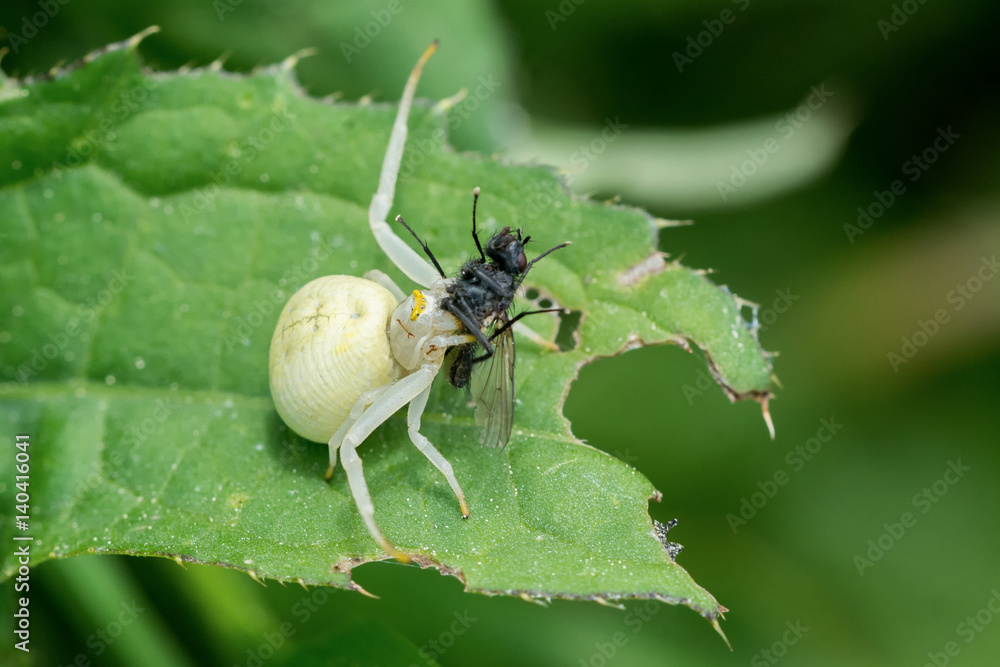 White spider with caught fly on a leaf White spider with caught fly on a leaf