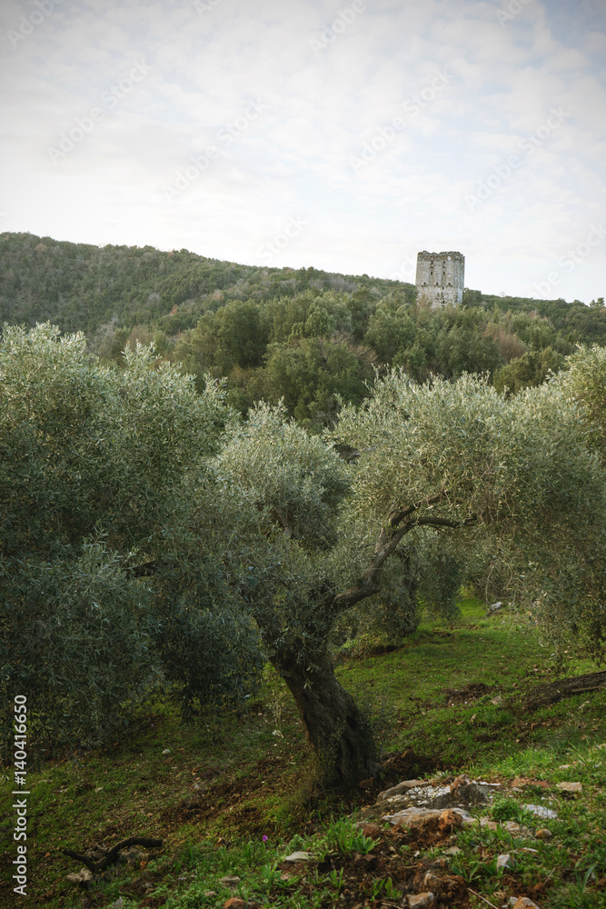 Olive trees and a ramshackle tower on Greece