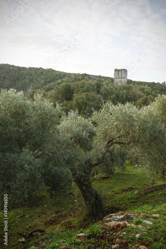 Принти на полотні Olive trees and a ramshackle tower on Greece