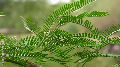 fern, green leaves