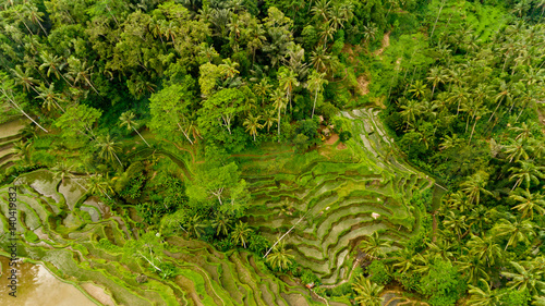 Top view Tegalalang Rice Terrace in Ubud, Bali, Indonesia.