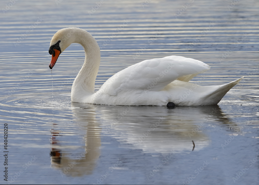 Fototapeta premium Mute Swan swimming on a lake