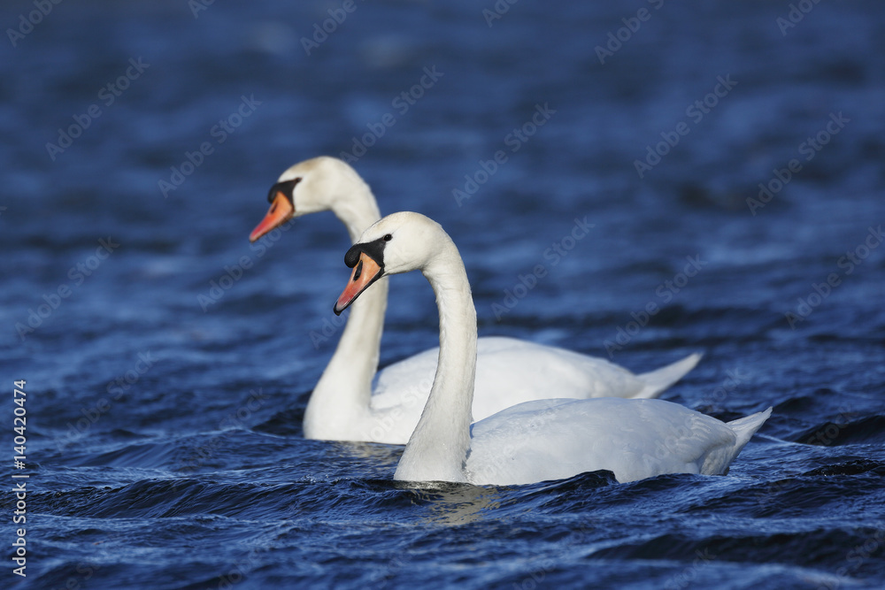 Pair of Mute Swans swimming on a lake in spring Pair of Mute Swans swimming on a lake in spring