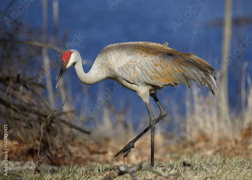 Foto Sandhill Crane foraging next to a lake - Michigan