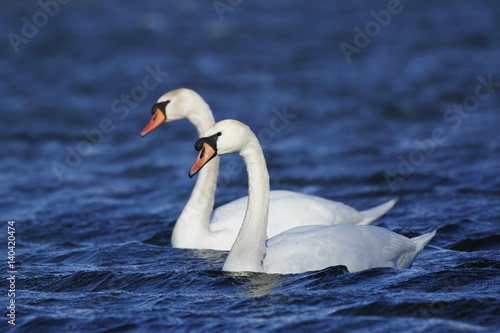Pair of Mute Swans swimming on a lake in spring